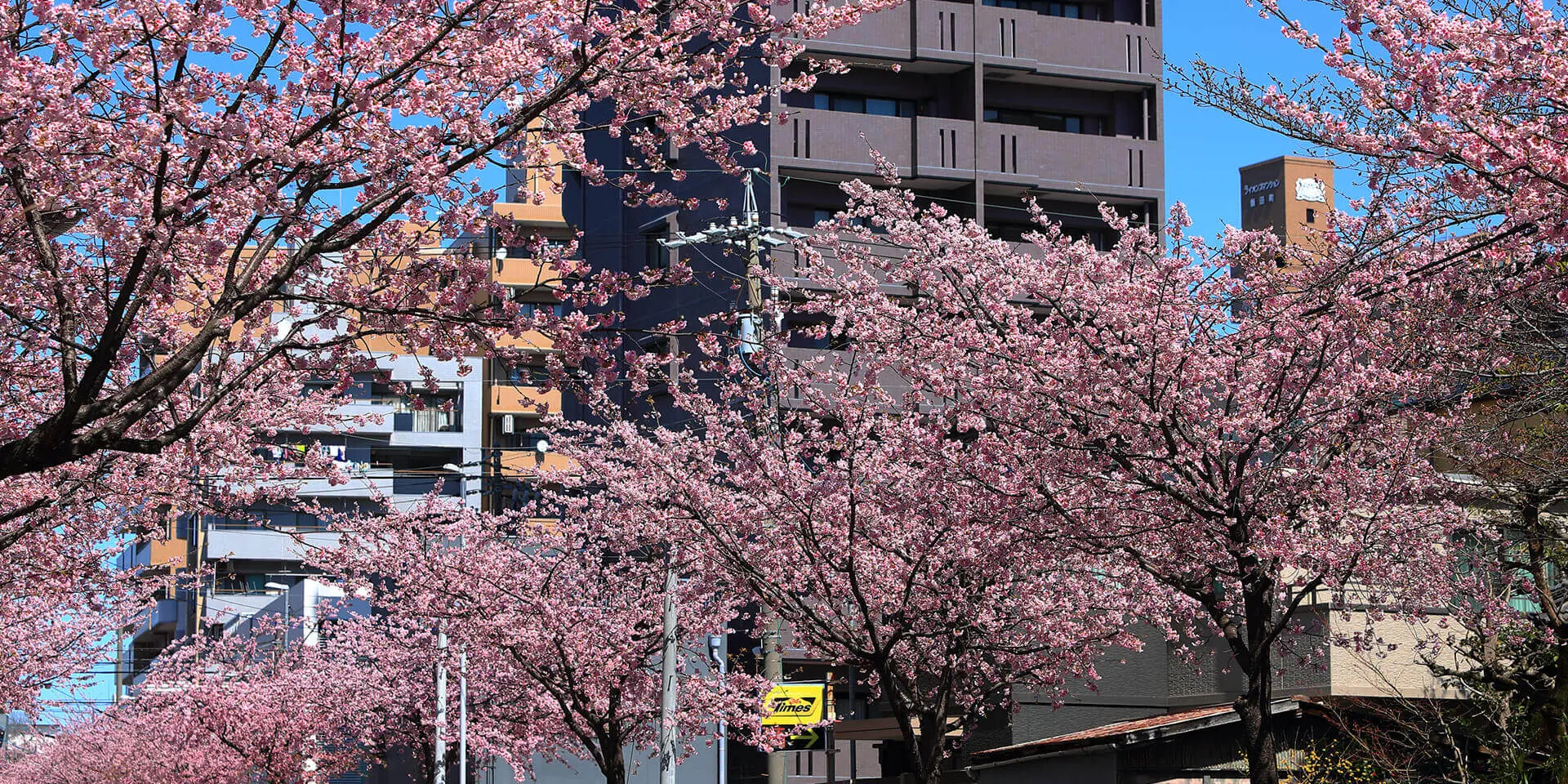 名古屋で一番早く咲くオオカンザクラの桜並木